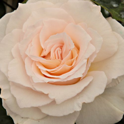 Online rózsa kertészet - virágágyi floribunda rózsa - fehér - Rosa Poustinia™ - intenzív illatú rózsa - Jozef Orye - Mutatós virágai a fagyokig nyílnak, valamint jó vázatartóssággal is rendelkeznek.